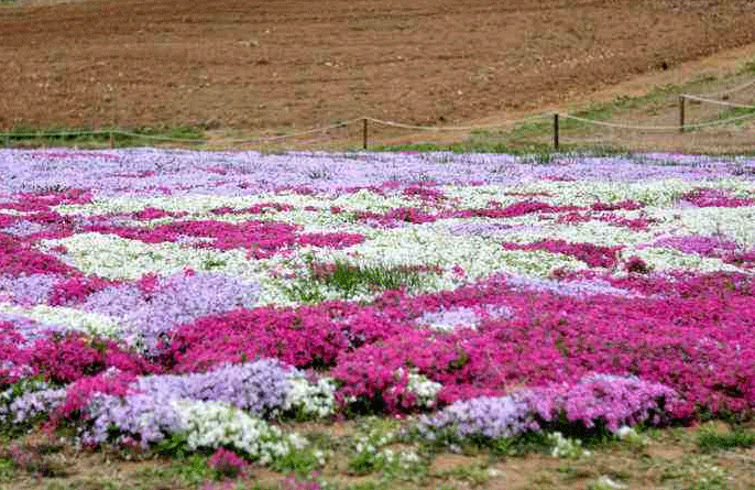 邊坡生態(tài)修復苗木