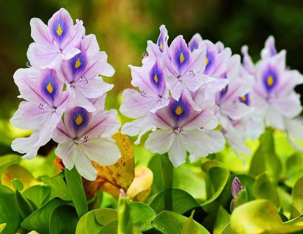 知識科普 | 濕地公園那些水生植物除了好看到底有什么用？